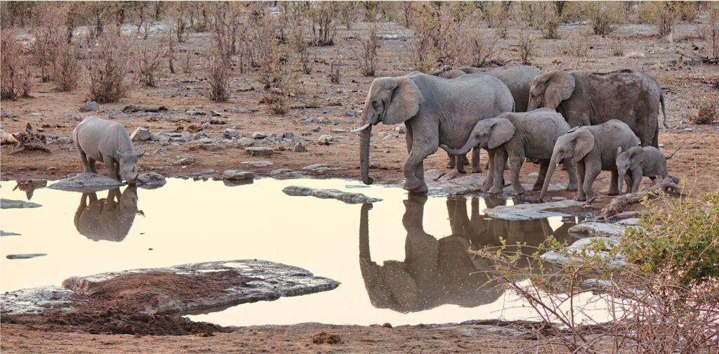A herd of elephants and a rhino gather around a waterhole in Namibia's Etosha National Park.