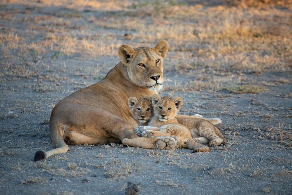 A serene image of a lioness cuddling with her cubs in the Tanzanian savanna, showcasing wildlife intimacy.