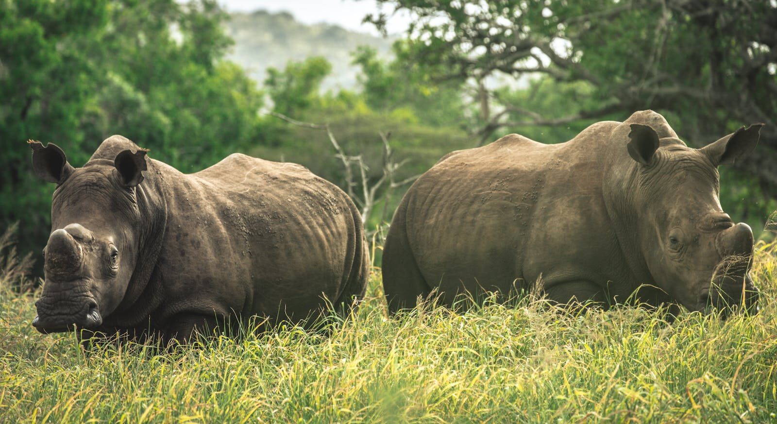 Two rhinoceroses grazing on a grassland in the South African savanna.