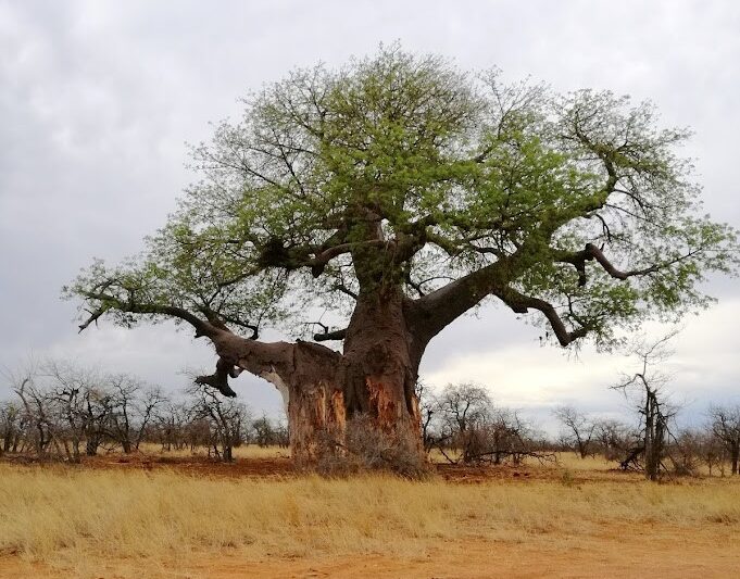 Der geheimnisvolle Mapungubwe Nationalpark