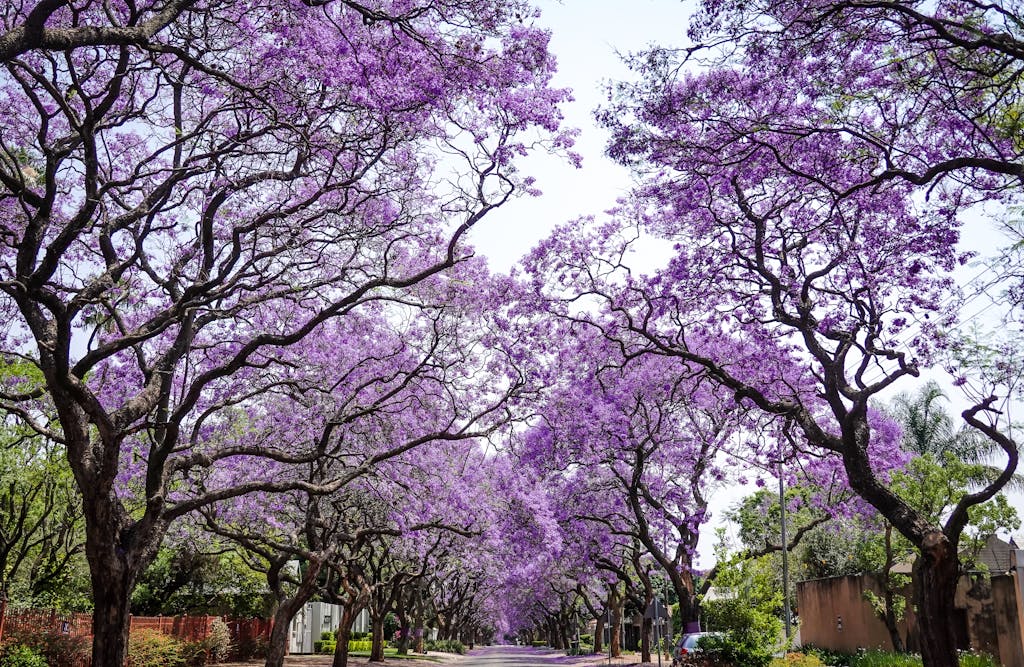 A beautiful urban street lined with blooming purple jacaranda trees during spring.