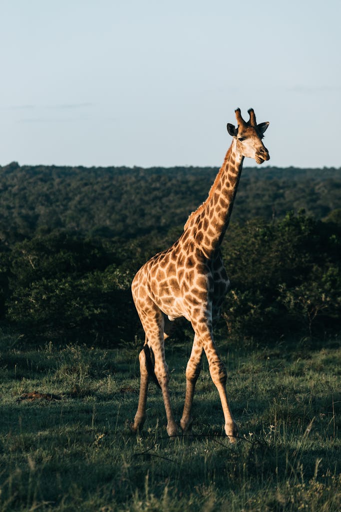A stunning giraffe stands tall in the African savanna during sunset, showcasing wildlife beauty.