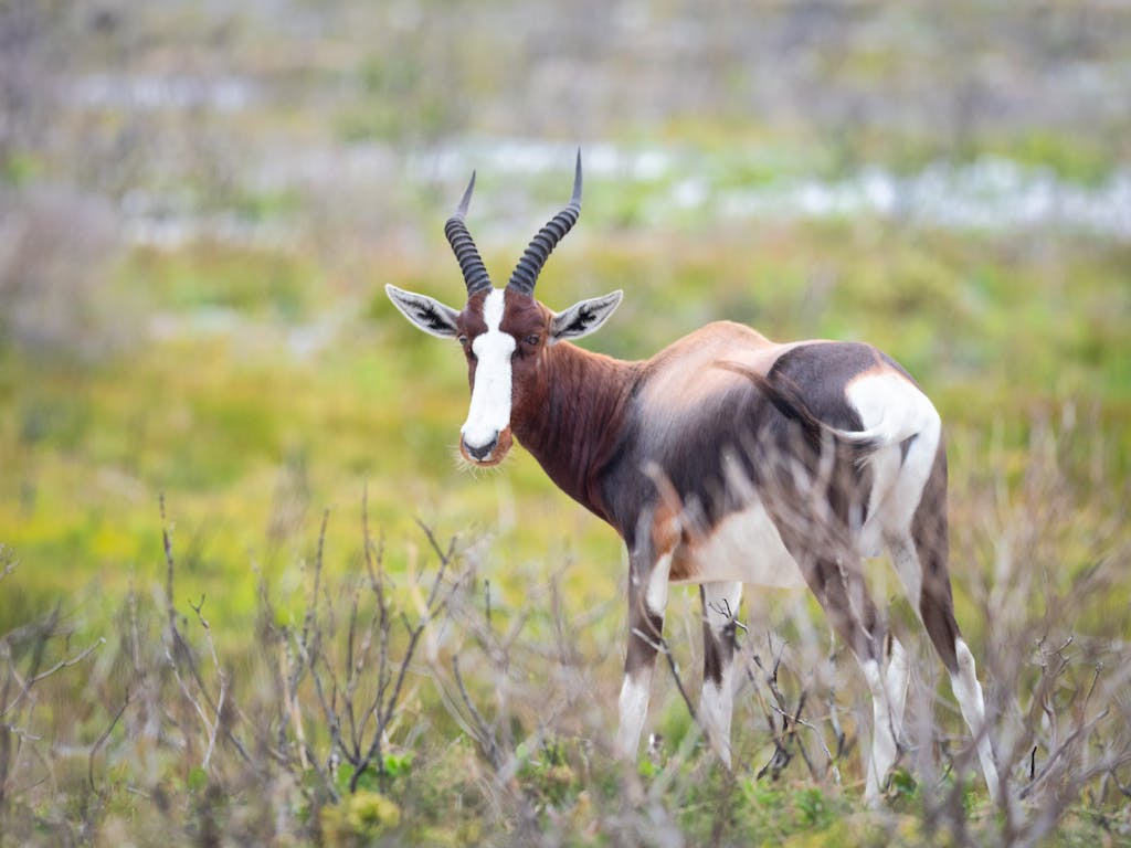 A vivid portrait of a bontebok standing in natural savanna grasslands.