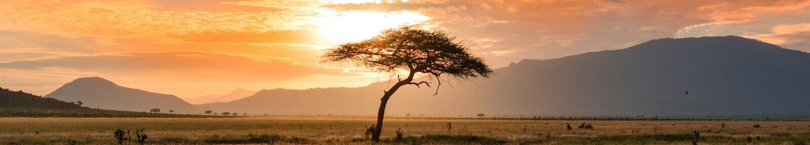 tree between green land during golden hour