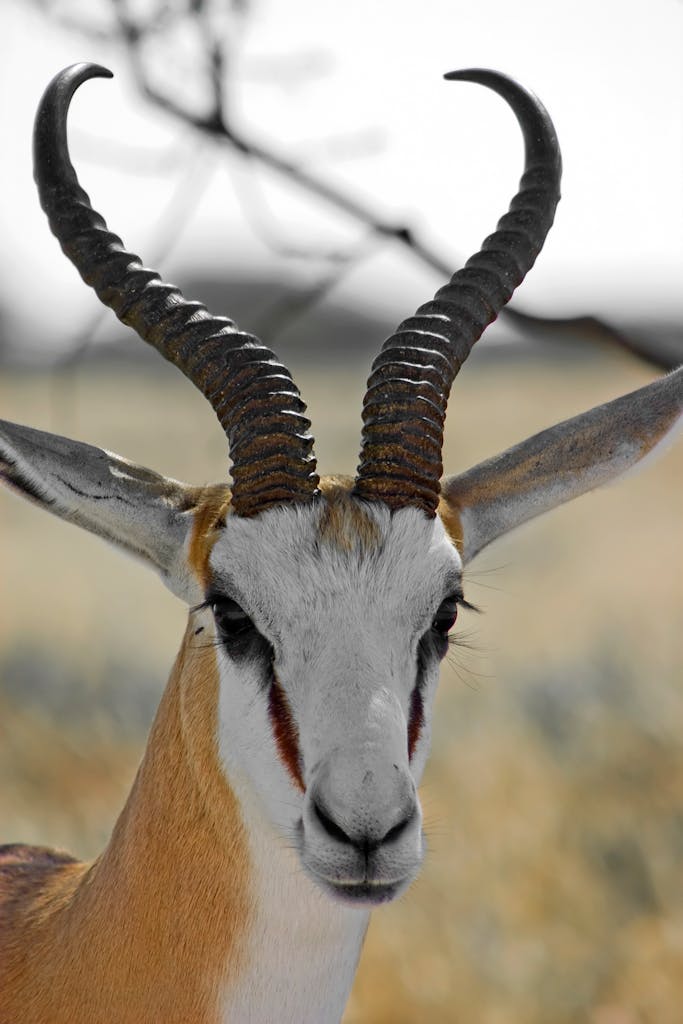 Detailed image of a springbok antelope with prominent horns in a natural setting.