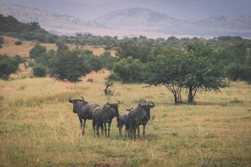Pilanesberg Nationalpark: Safari im Vulkankrater
