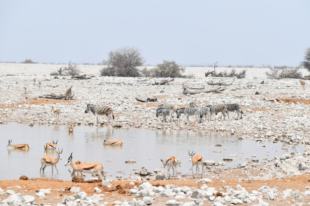 group of zebra and deer near body of water