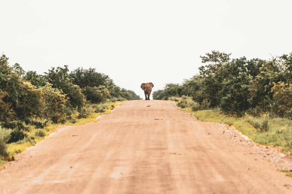 brown giraffe on brown dirt road during daytime