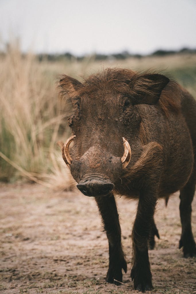 Warthog in a grassy landscape showcasing the wild nature and habitat.