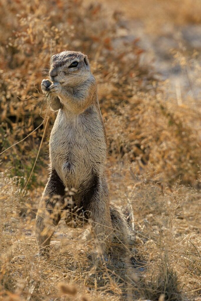 A ground squirrel stands upright in dry grass eating.