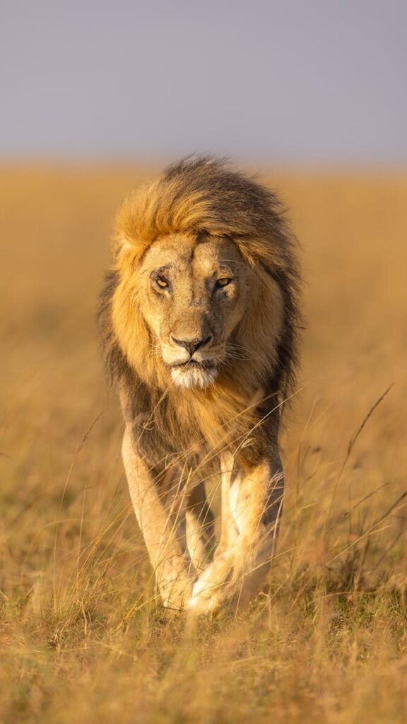 A regal lion strides through the golden grasslands of Kenya's Maasai Mara, epitomizing the wild beauty of the African savanna.