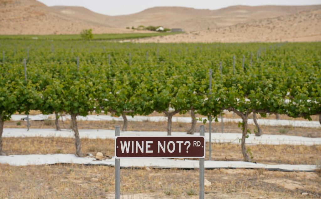 A lush vineyard in South District, Israel with a playful road sign saying 'WINE NOT? RD.'