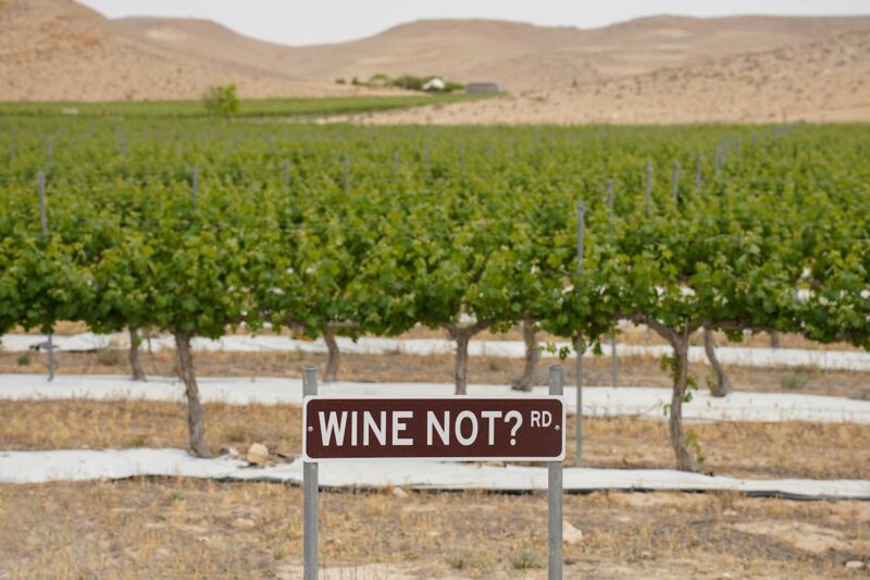 Wein-Muffel im Paradies: Warum du Südafrikas Winelands auch ohne Wein lieben wirst