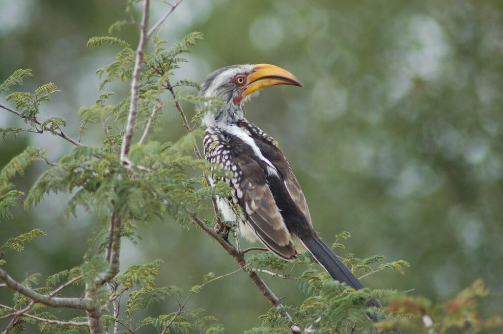 bird, wildlife, nature, outdoors, hornbill, africa, kruger, birding, avian, hornbill, hornbill, hornbill, hornbill, hornbill