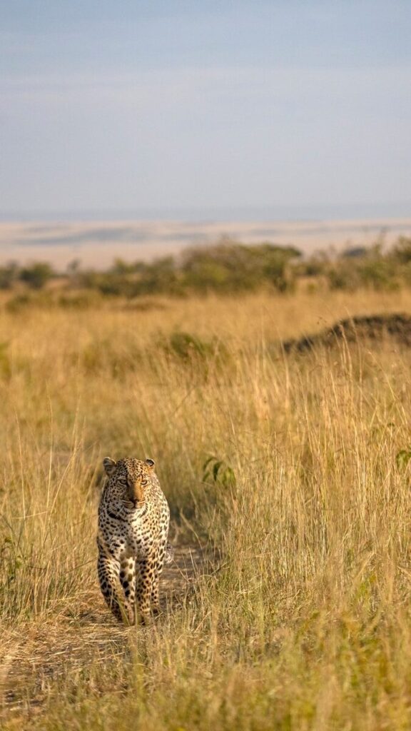 a cheetah in a field