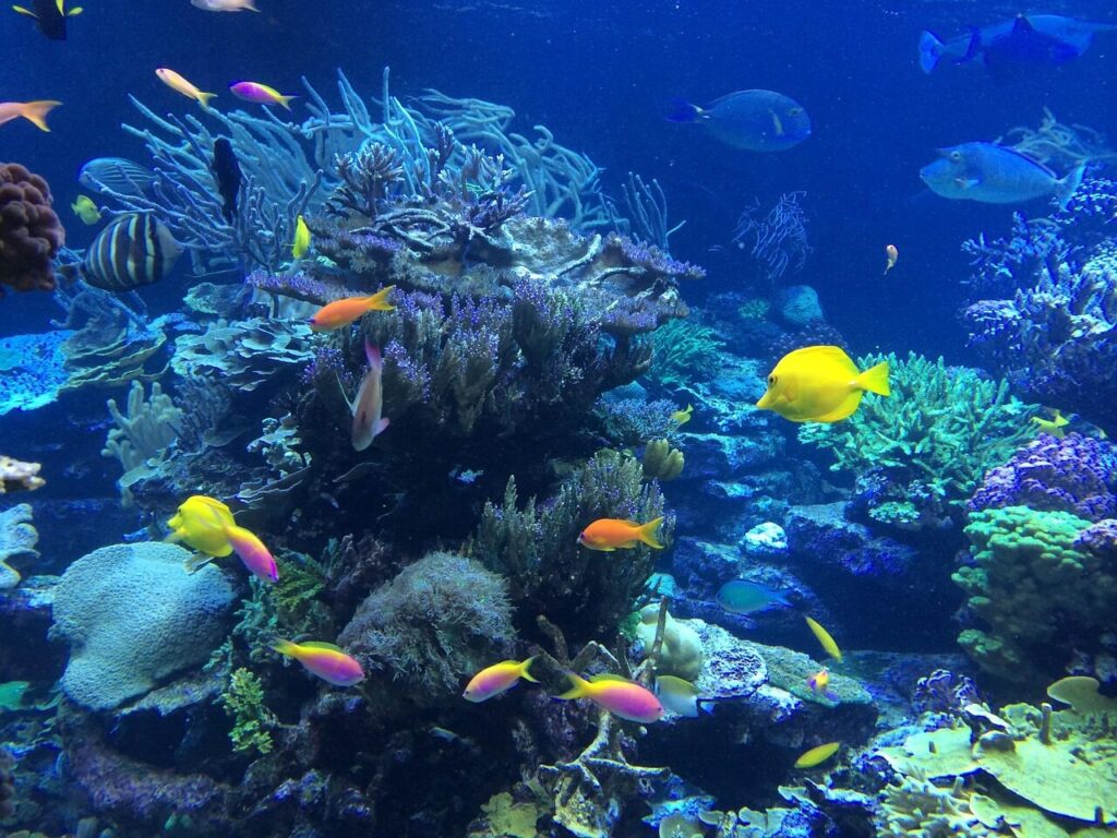 underwater, fish, tropical, ocean, nature, reef, coral, water, sea, snorkeling, colorful, marine, scuba, diving, deep, beautiful, underwater, snorkeling, snorkeling, snorkeling, snorkeling, snorkeling, scuba