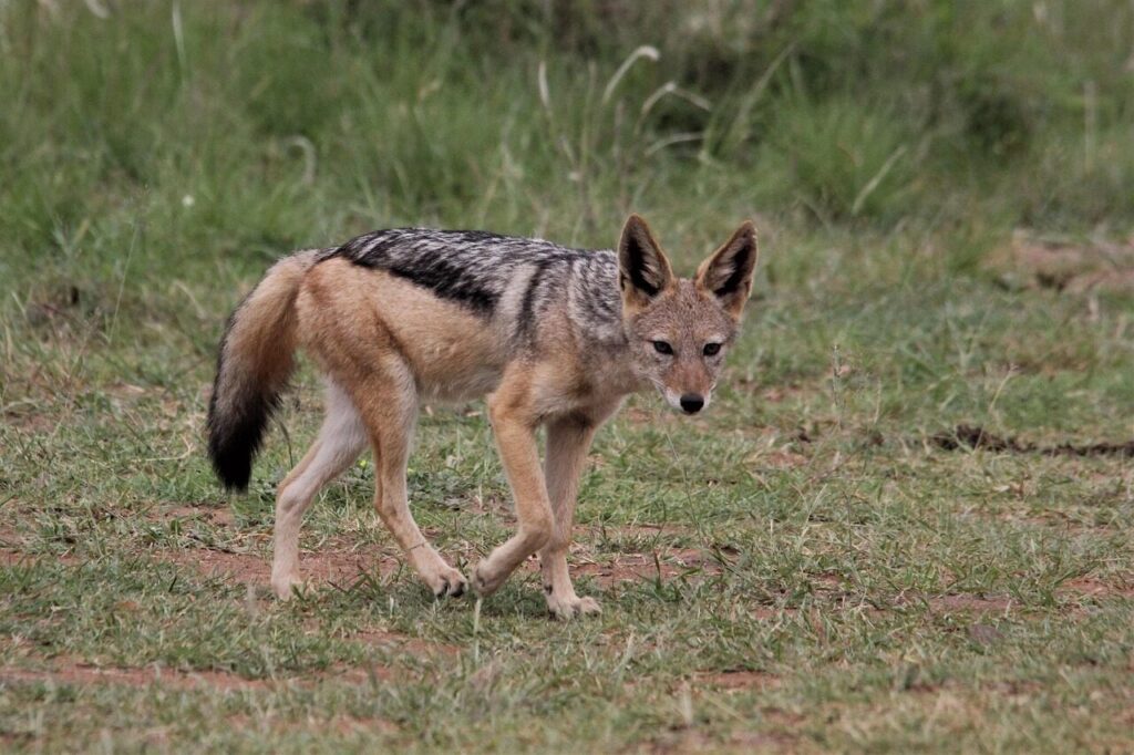 silver, backed, jackal, animal, long, tail, fox, back, nature, pilanesberg, south, pet, africa, nocturnal, mammal, african, safari, wildlife, fur, animals, pointed, ears, wild, dog, family, canus, carnivore