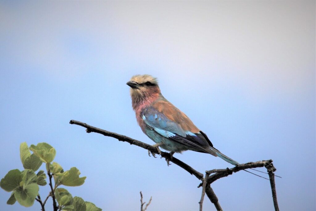 lilac-breasted roller, branch, free wallpaper, nature wallpaper, 4k wallpaper 1920x1080, 4k wallpaper, bird, watching, wallpaper 4k, feathers, nature, wildlife, eye, blue, colorful, color, beautiful wallpaper, full hd wallpaper, free background, wallpaper hd, colour, avian, beautiful nature, pilanesberg, windows wallpaper, south, desktop backgrounds, nature background, africa, purple, lilac, breasted, roller, troupant, mac wallpaper, laptop wallpaper, sitting, wallpaper, cool backgrounds, hd wallpaper, blue eye, blue watch