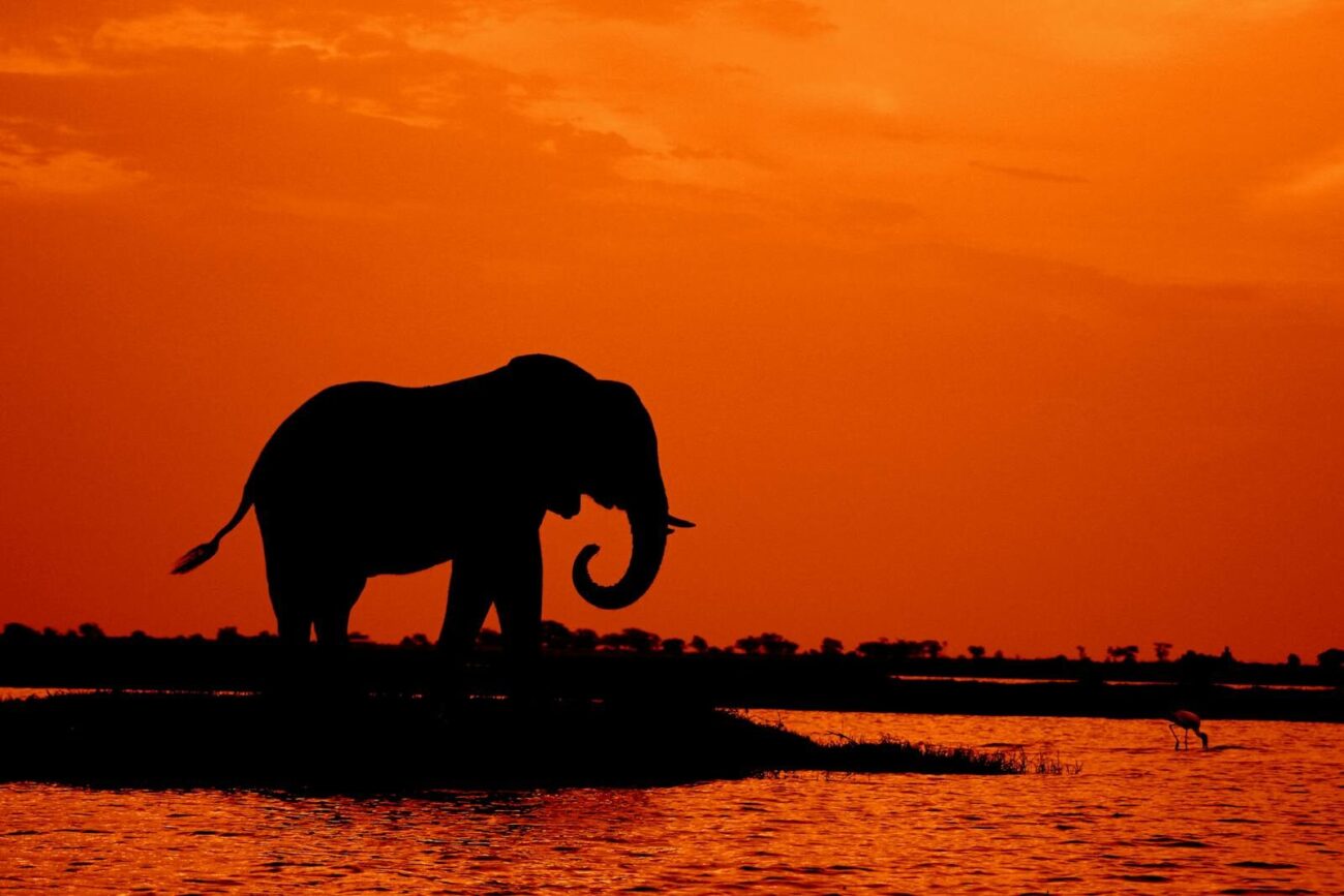 Silhouette of an elephant by a riverbank during a vibrant orange sunset in the African wilderness.