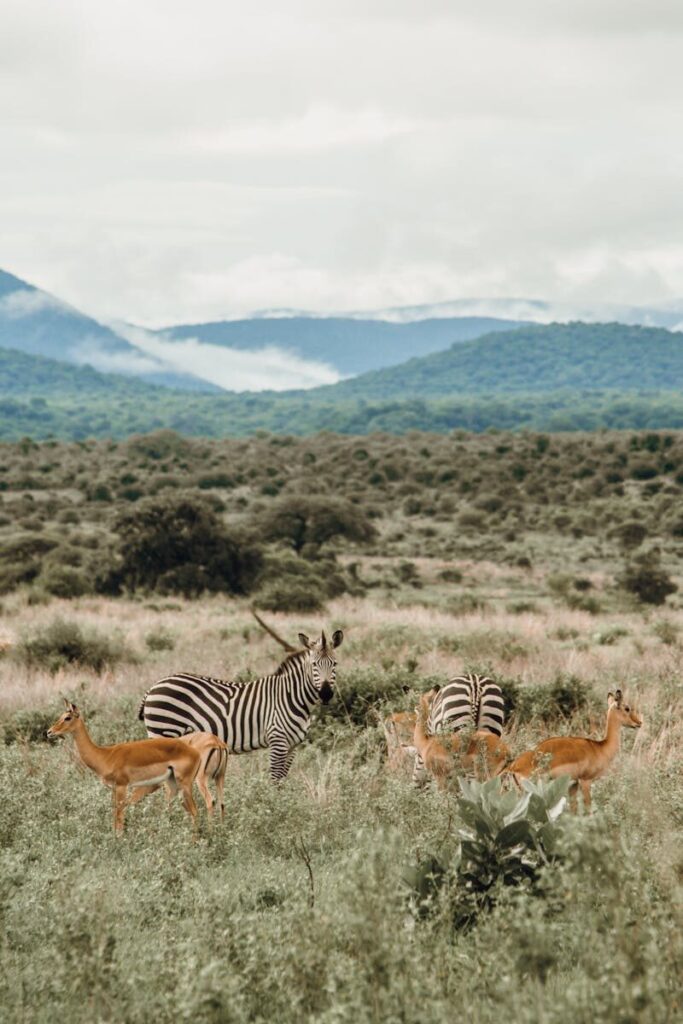 Zebras and antelopes on meadow against mounts under cloudy sky in savanna on foggy day