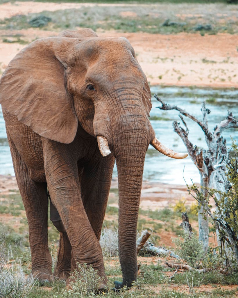 Beautiful African elephant wandering in a serene grassland near a water body.