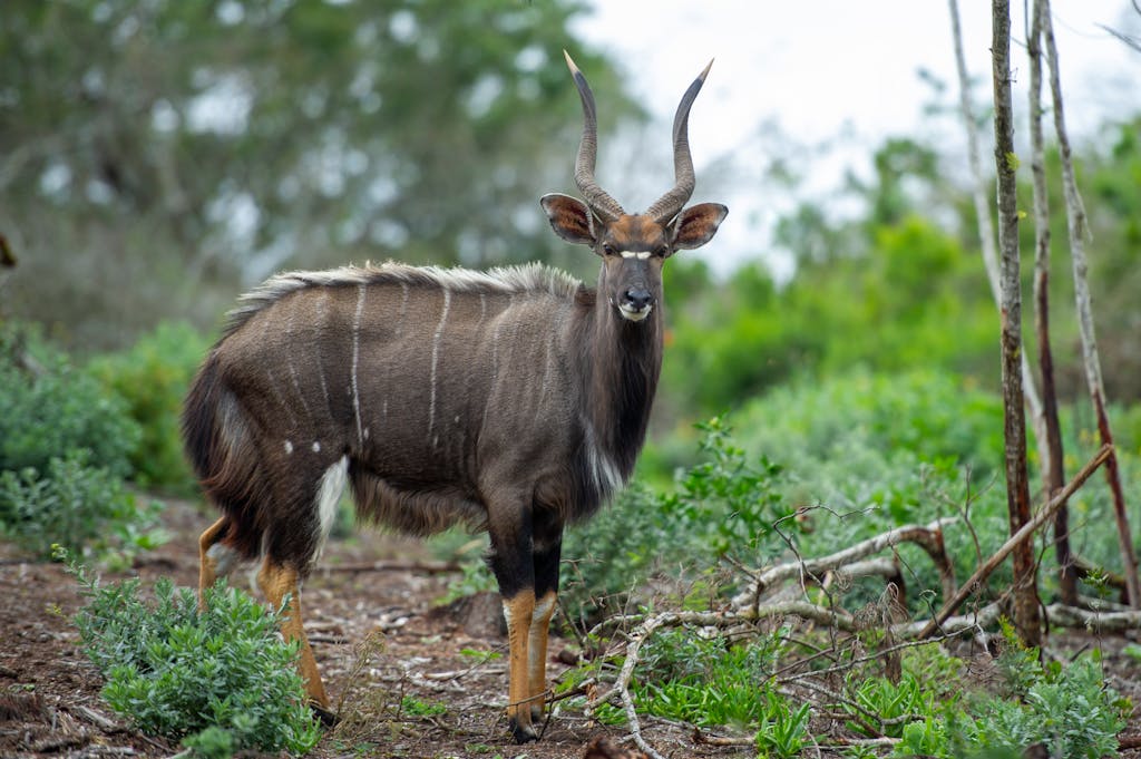 Close-up of a nyala bull showcasing its striking antlers in the lush South African savanna.