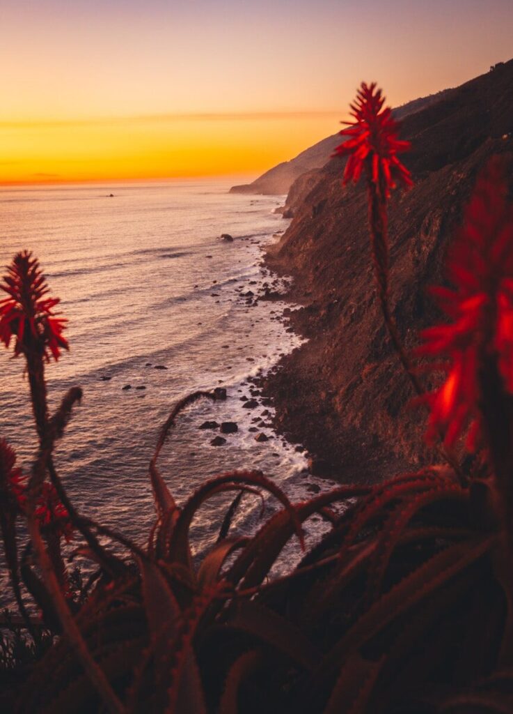 A view of the ocean with red flowers in the foreground