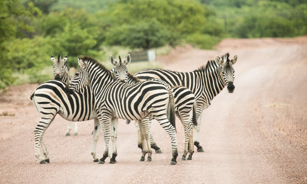 Herd of wild zebras standing on dry road among green trees placed in safari park in daytime