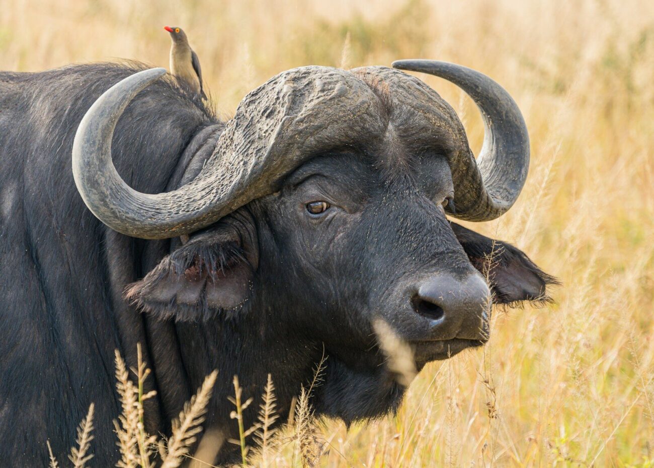 water buffalo on wheat field