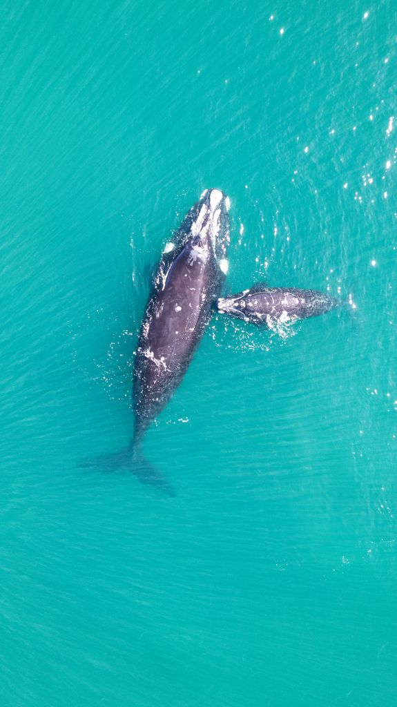 Aerial shot of Southern Right Whale and calf swimming in turquoise waters of Puerto Madryn, Argentina.