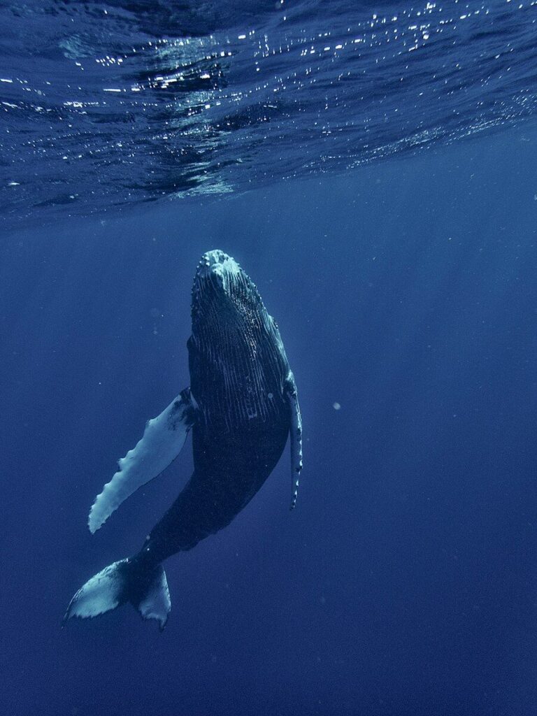 a humpback whale swims under the surface of the water