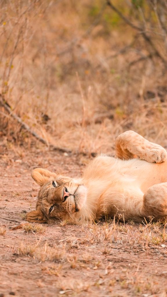 A lion resting on the dry plains of Tanzania's Serengeti, showcasing African wildlife.
