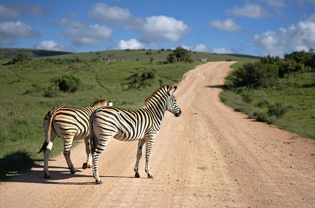 Wild zebras standing on way amidst grassy terrain against cloudy sky in sunny national park on summer day in nature